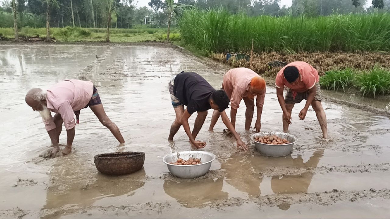 বৃষ্টিতে আগাম বীজ আলু পচে যাওয়ার আশঙ্কায় কৃষকরা