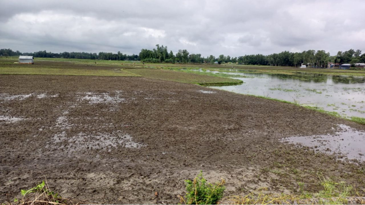 তাড়াশে অসময়ের বৃষ্টিতে সরিষার ব্যাপক ক্ষতি, কৃষকদের মাথায় হাত