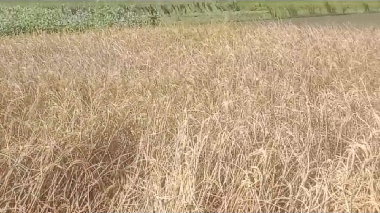 ধানের ব্লাস্ট রোগে পীরগঞ্জের জামদানী গ্রামে কৃষকদের দীর্ঘশ্বাস