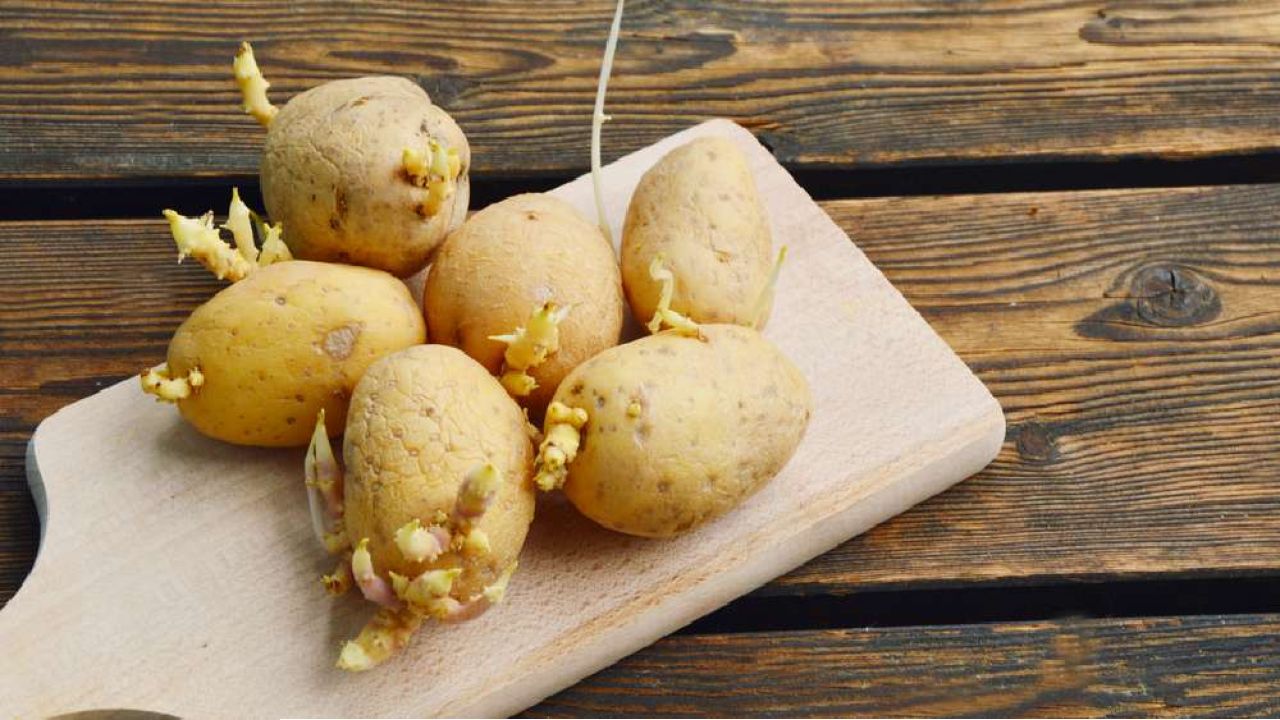 অঙ্কুরিত আলু খেলেই বাড়তে পারে বিপদ, যা বলছে গবেষণা