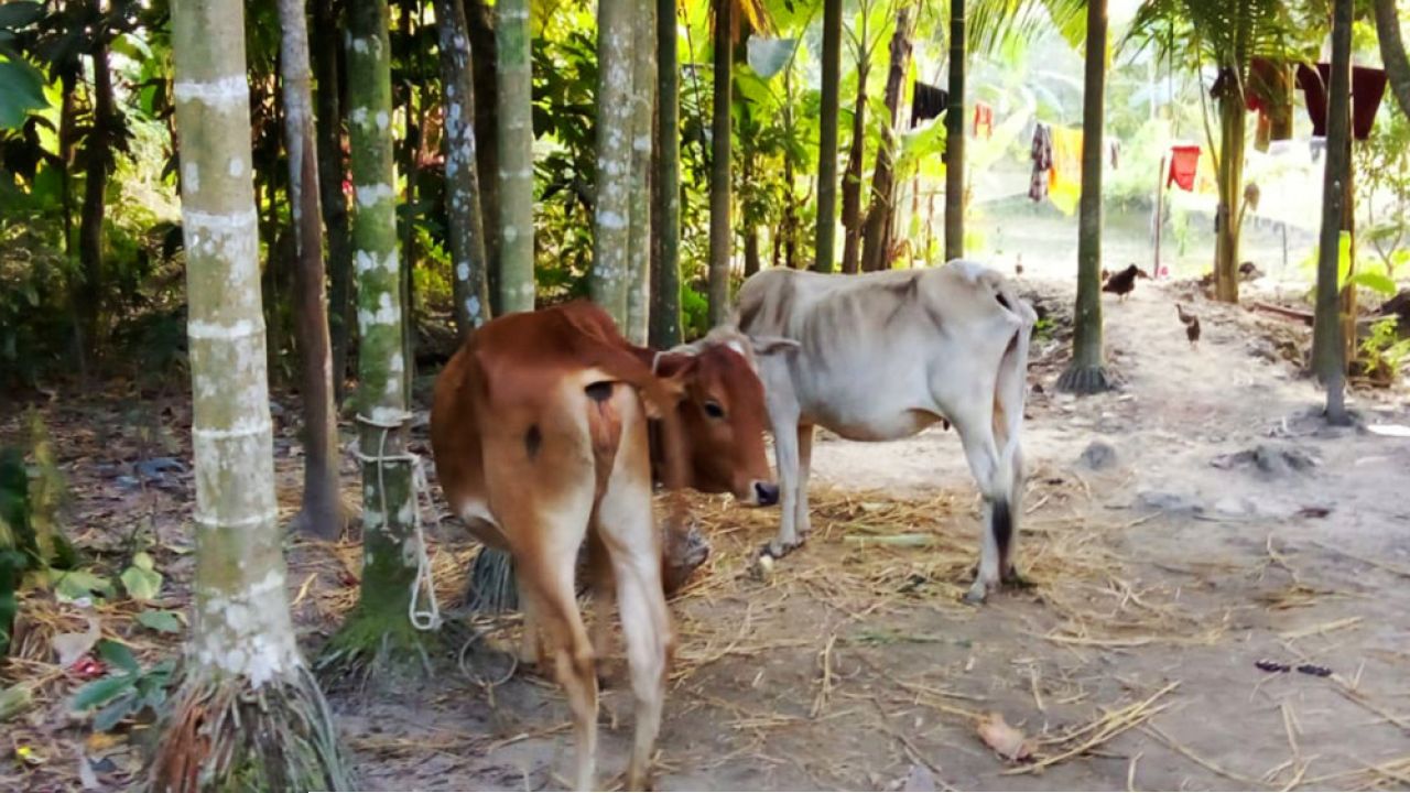 পাওনা আদায়ে কৃষকের গরু ছিনিয়ে নেন জামায়াত নেতা