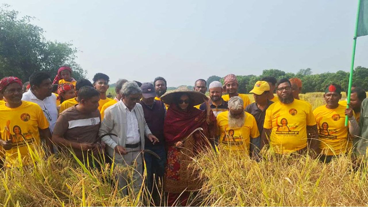 কৃষকদের ধান কেটে বাড়িতে পৌঁছে দিলেন বিএনপির প্রার্থী পুতুল