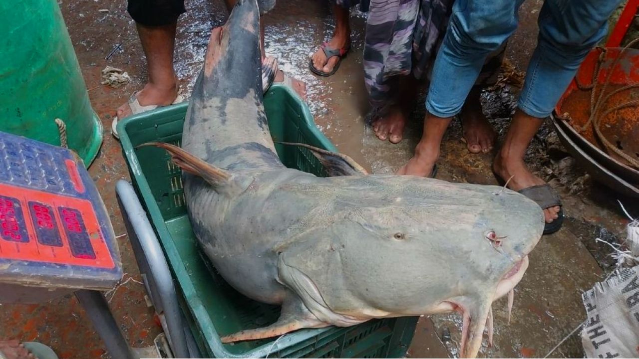 পদ্মা নদীতে জেলের জালে ধরা পড়ল ২০ কেজি ওজনের বাঘাইড়