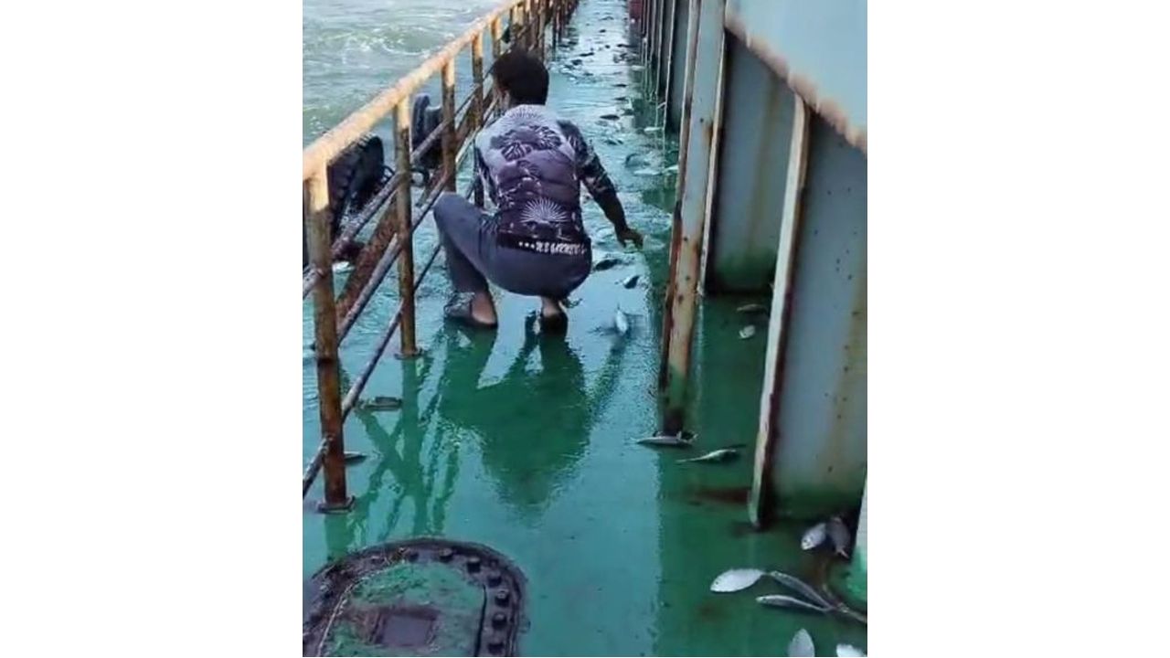 লাইটার জাহাজের ডেকে লাফিয়ে উঠল তিন মণ রুপালি ইলিশ