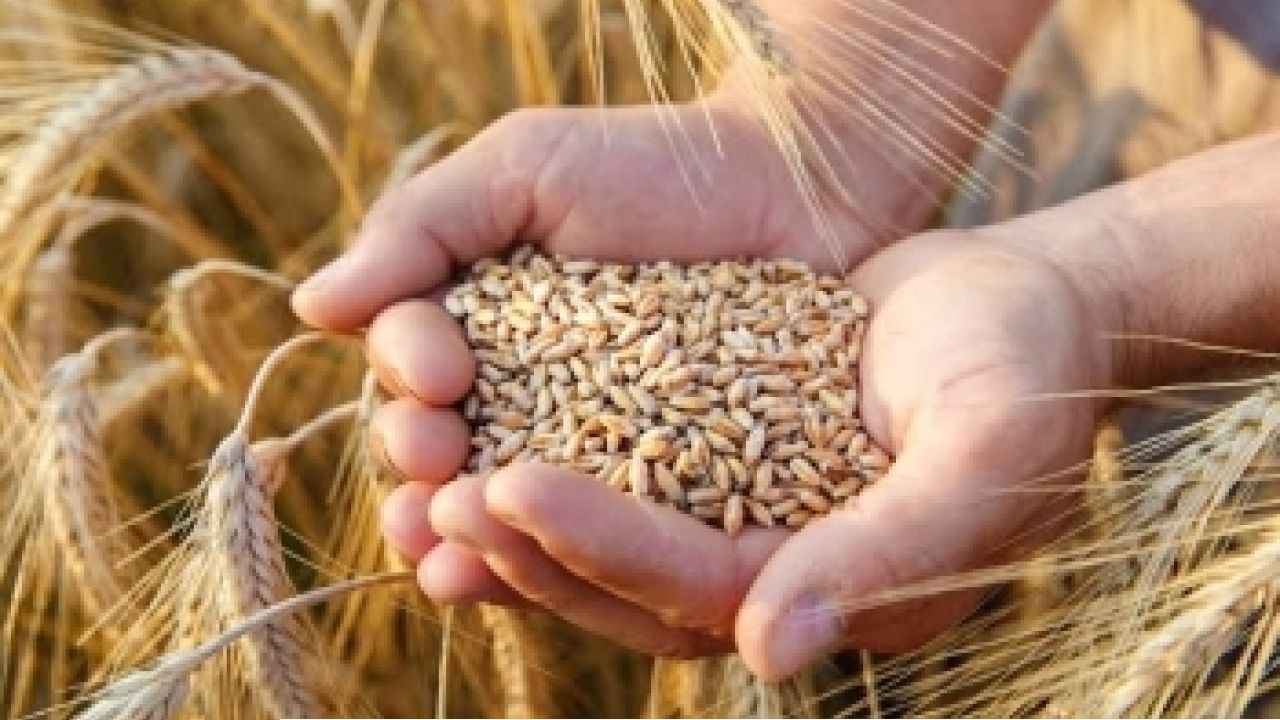 ৬০ হাজার ৯৫০ মেট্রিক টন গম পাঠালো মার্কিন যুক্তরাষ্ট্র