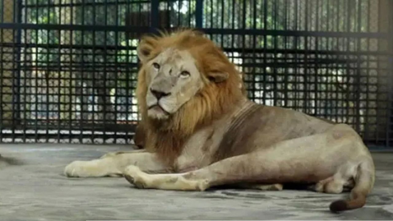 মিরপুর চিড়িয়াখানায় খাঁচা ভেঙে বাইরে সিংহ