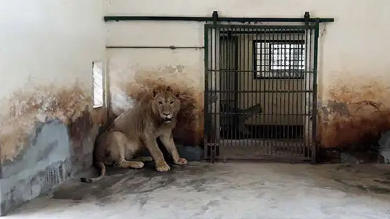 জাতীয় চিড়িয়াখানার সিংহটিকে নিরাপদে খাঁচায় নেওয়া হয়েছে