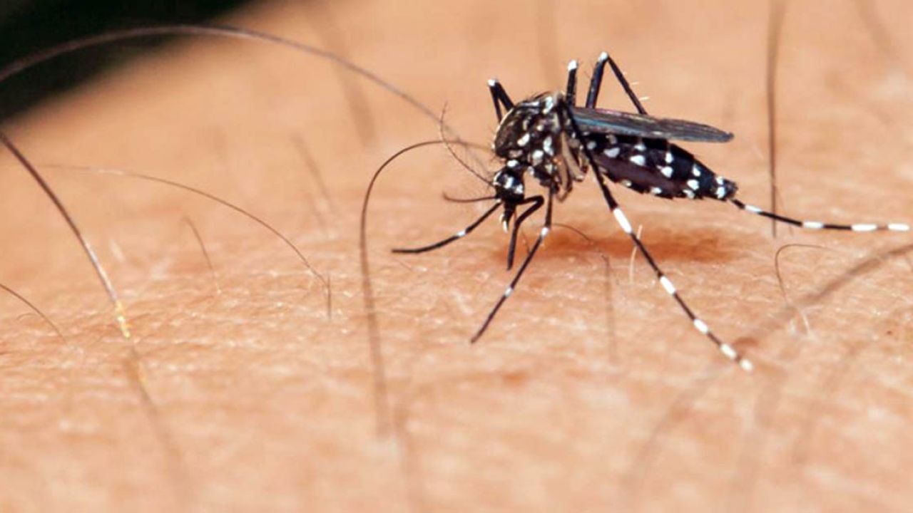 চলতি বছরে ডেঙ্গুতে মৃত্যু বেড়ে ৪০১