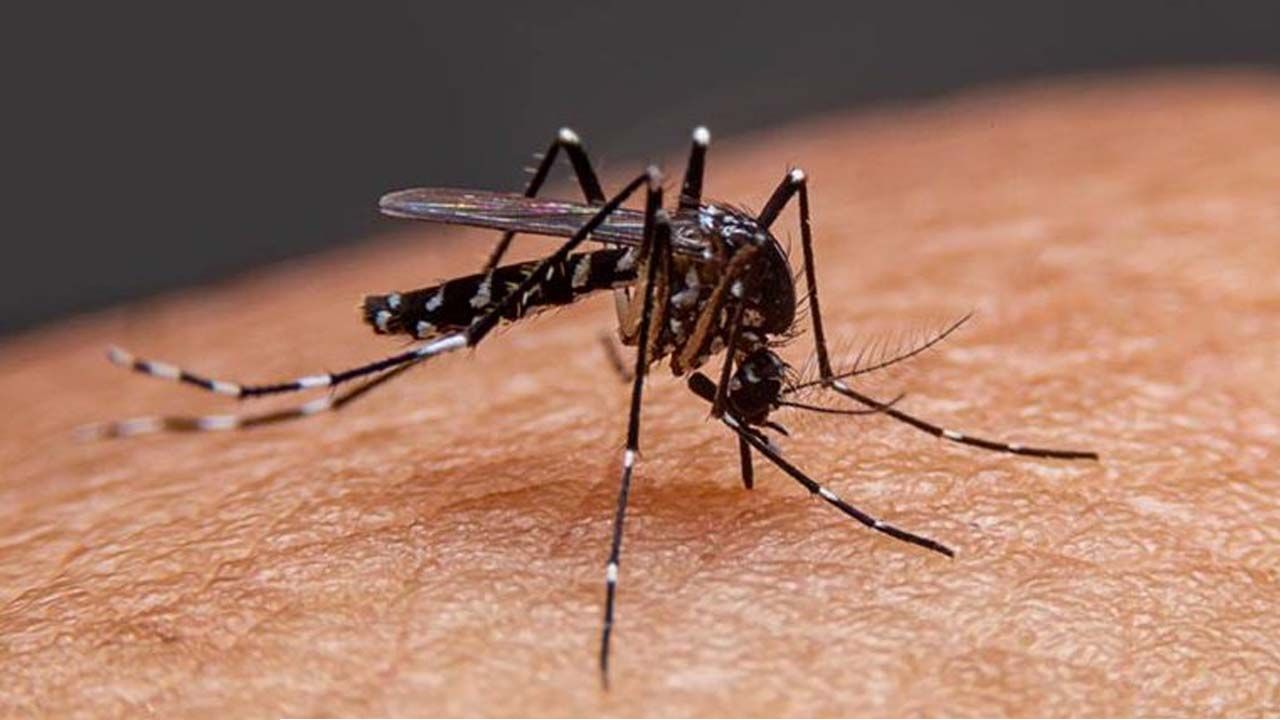 সারাদেশে ১ দিনে ডেঙ্গুতে আক্রান্ত আরও ৫৭২ জন