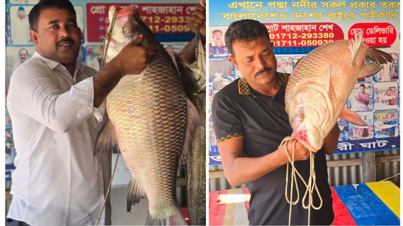 পদ্মা থেকে ধরা ২ কাতলের দাম ৭৬ হাজার টাকা