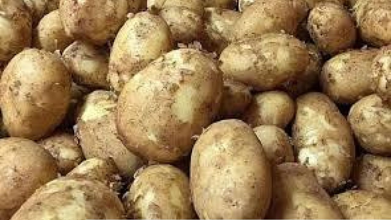 বাজারে পানির দামে নতুন আলু বিক্রি