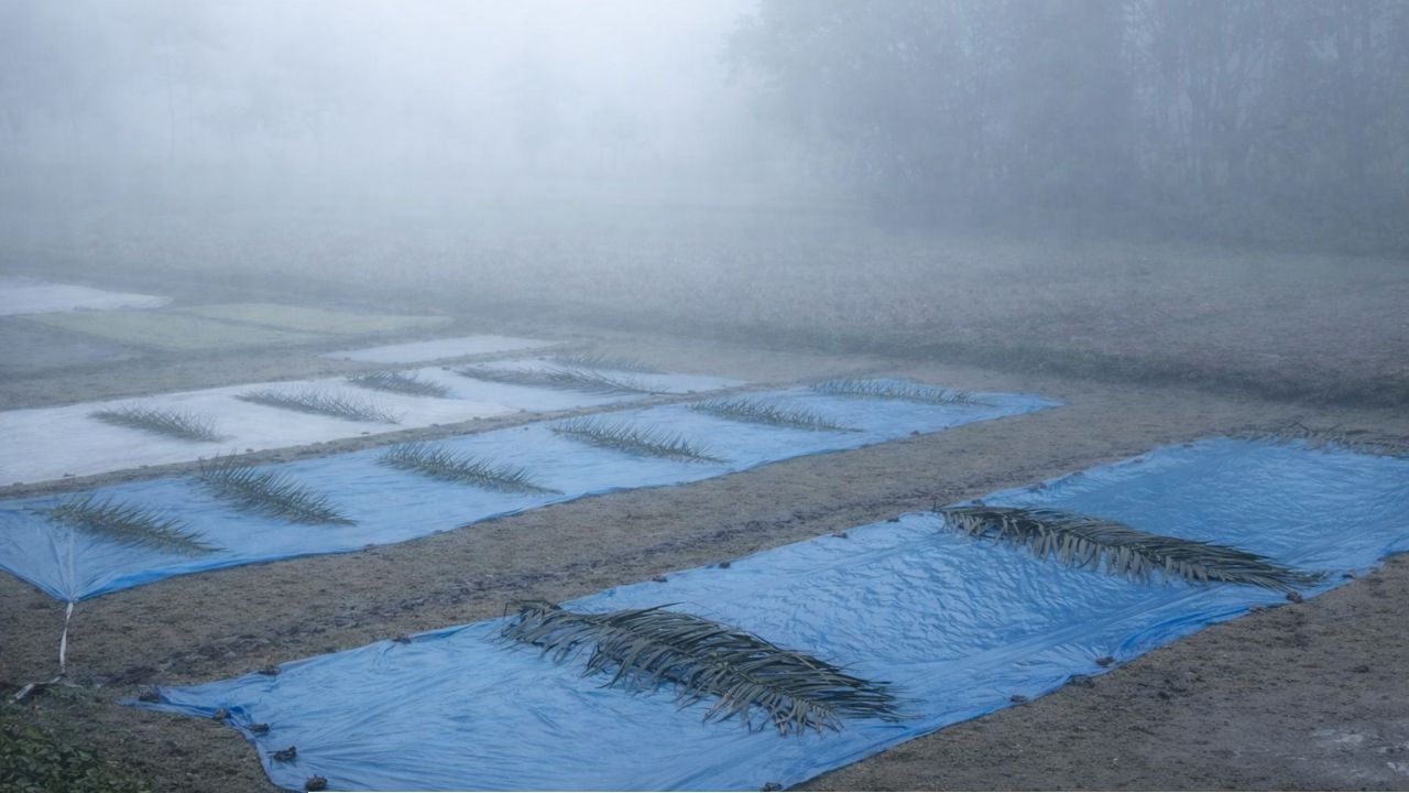 কুয়াশা ও কনকনে শীতে স্থবির আক্কেলপুর, দ্বিমুখী চাপে কৃষকরা