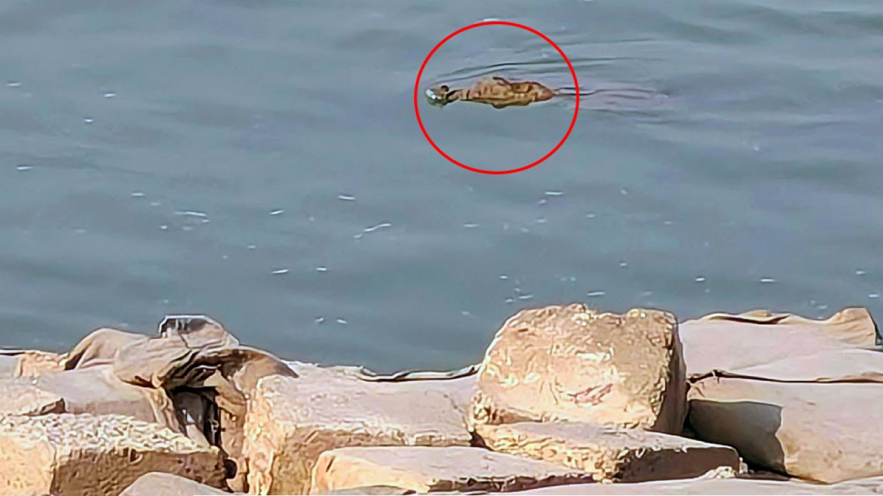 পদ্মায় দেখা গেল কুমির, আতঙ্কে বাসিন্দারা