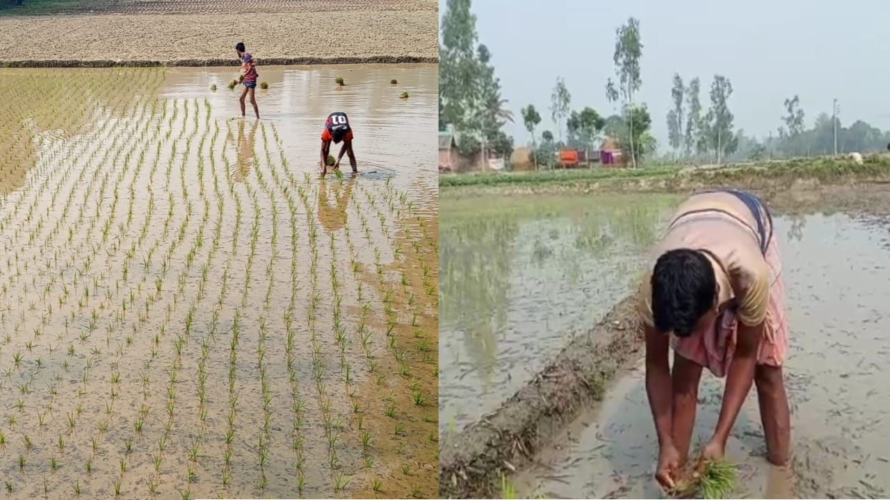 ইরি ধান রোপণে ব্যস্ত সময় পার করছেন পীরগঞ্জের কৃষকেরা