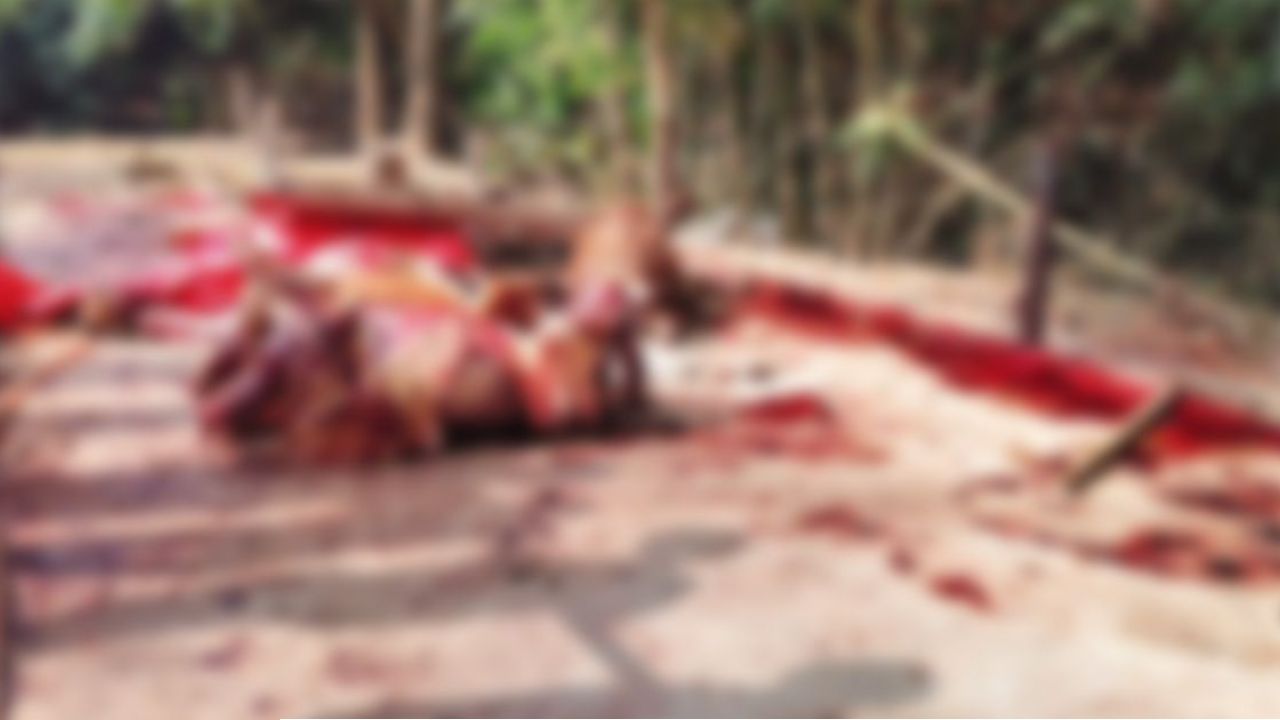 গোপনে চলত ঘোড়া জবাই, হাতেনাতে ধরল পুলিশ