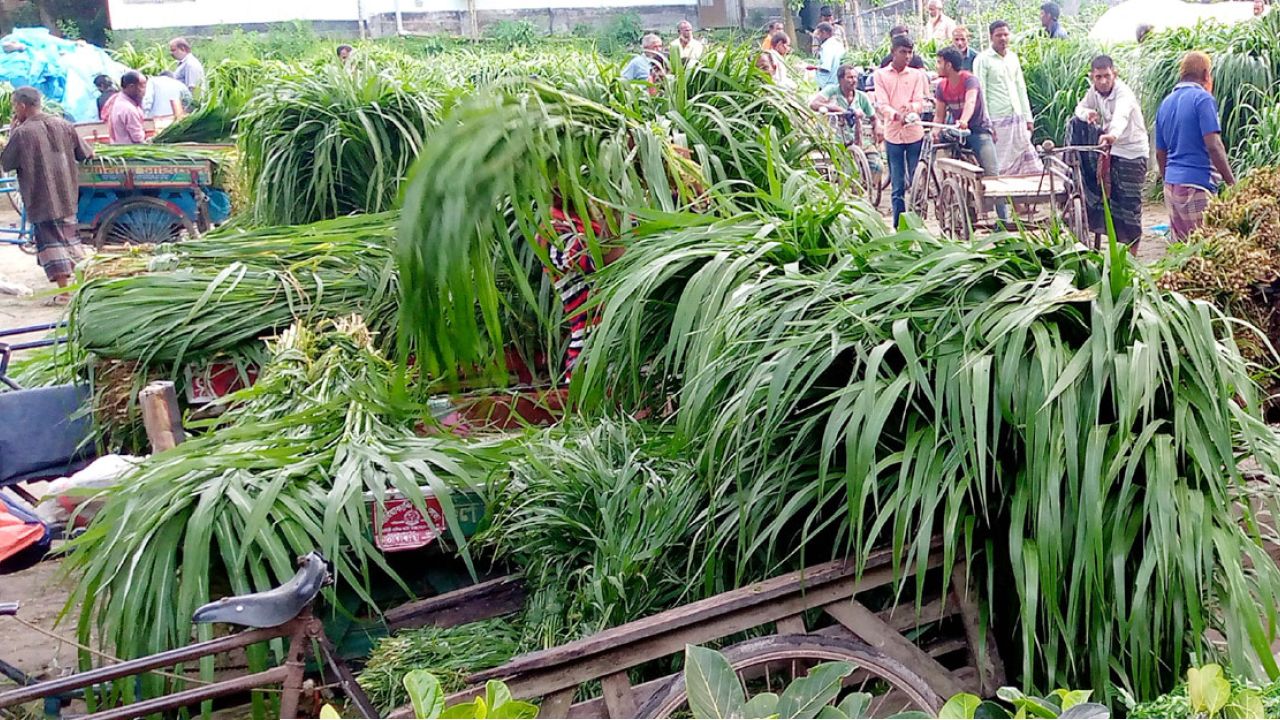 আক্কেলপুর বাজারে নেপিয়ার ঘাসের দিনে বেচাকেনা ৫০ হাজার  টাকা