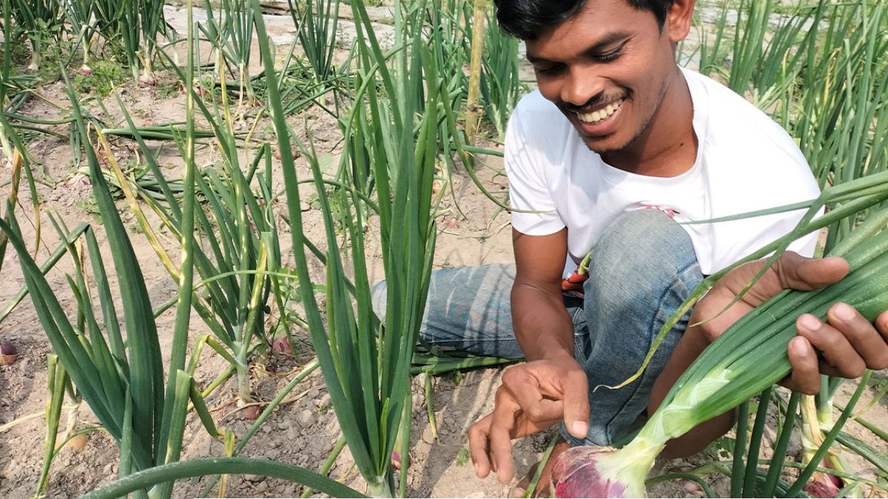 পেঁয়াজ চাষে ব্যস্ত পুঠিয়ার কৃষক