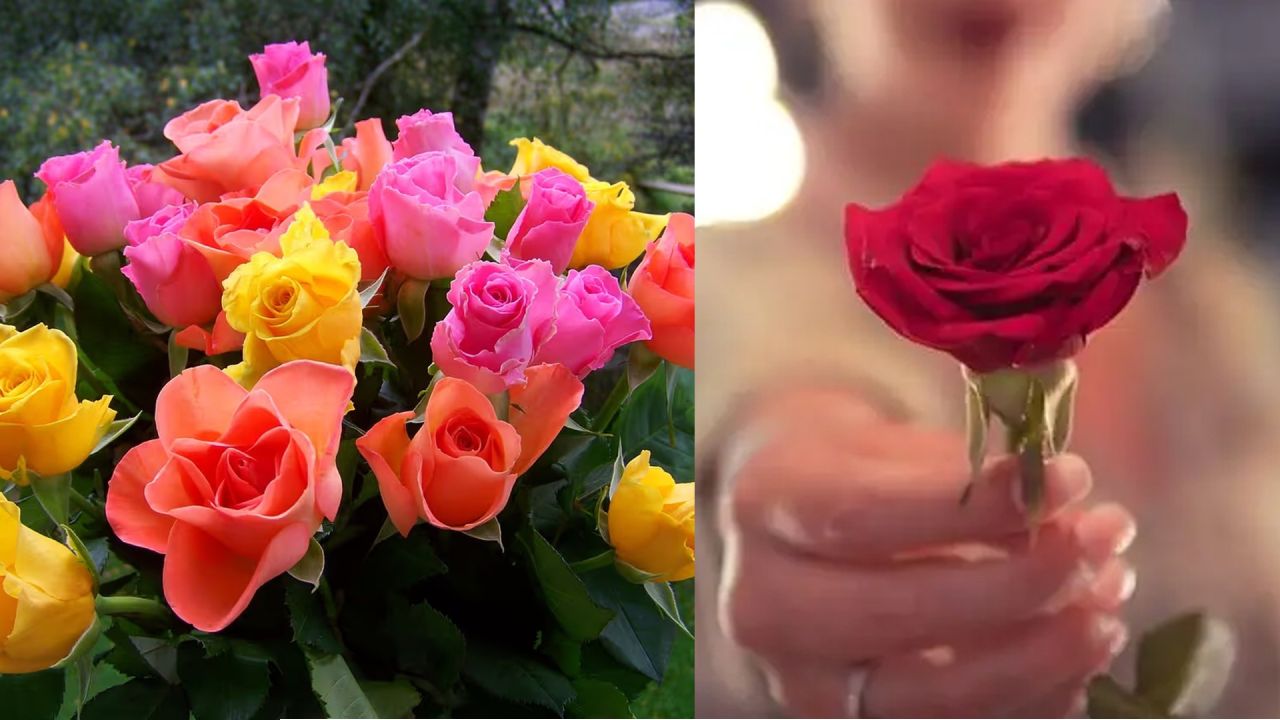 রোজ ডে আজ: গোলাপের সুবাসে শুরু হলো ভালোবাসা সপ্তাহ