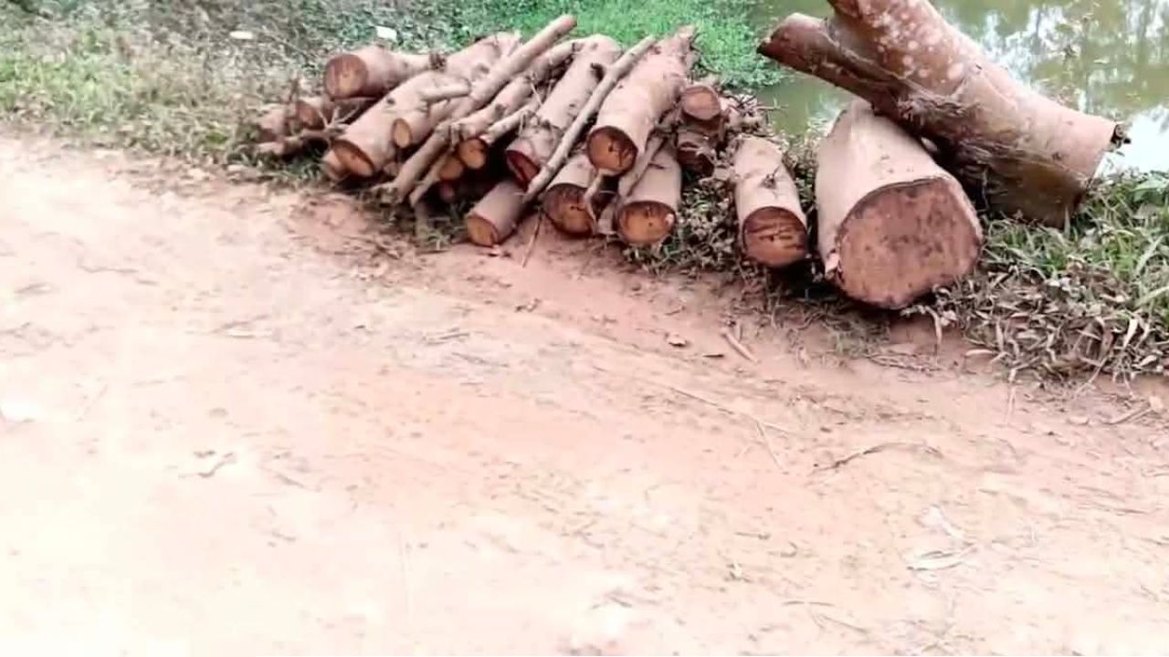 সুনামগঞ্জে জামায়াতের সভাপতির বিরুদ্ধে সরকারি রাস্তার গাছ কাটার অভিযোগ