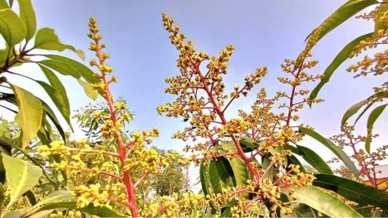 আমের মুকুলে ভরে গেছে আম গাছ