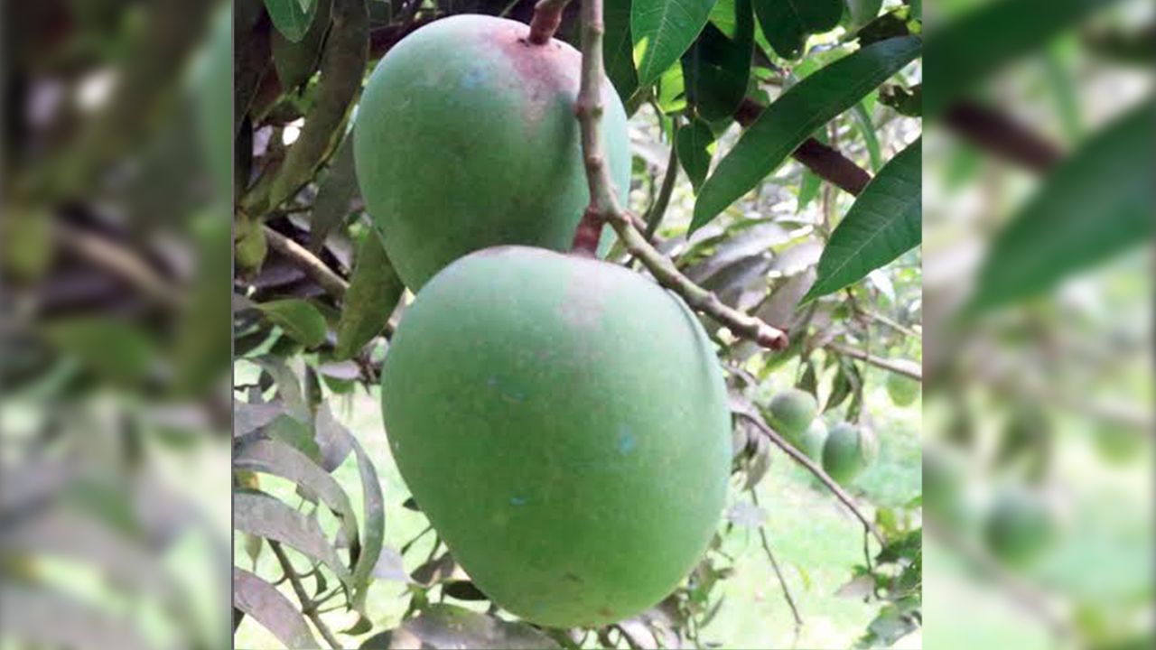 রাজশাহীতে আমের বাম্পার ফলনের আশা কৃষকের