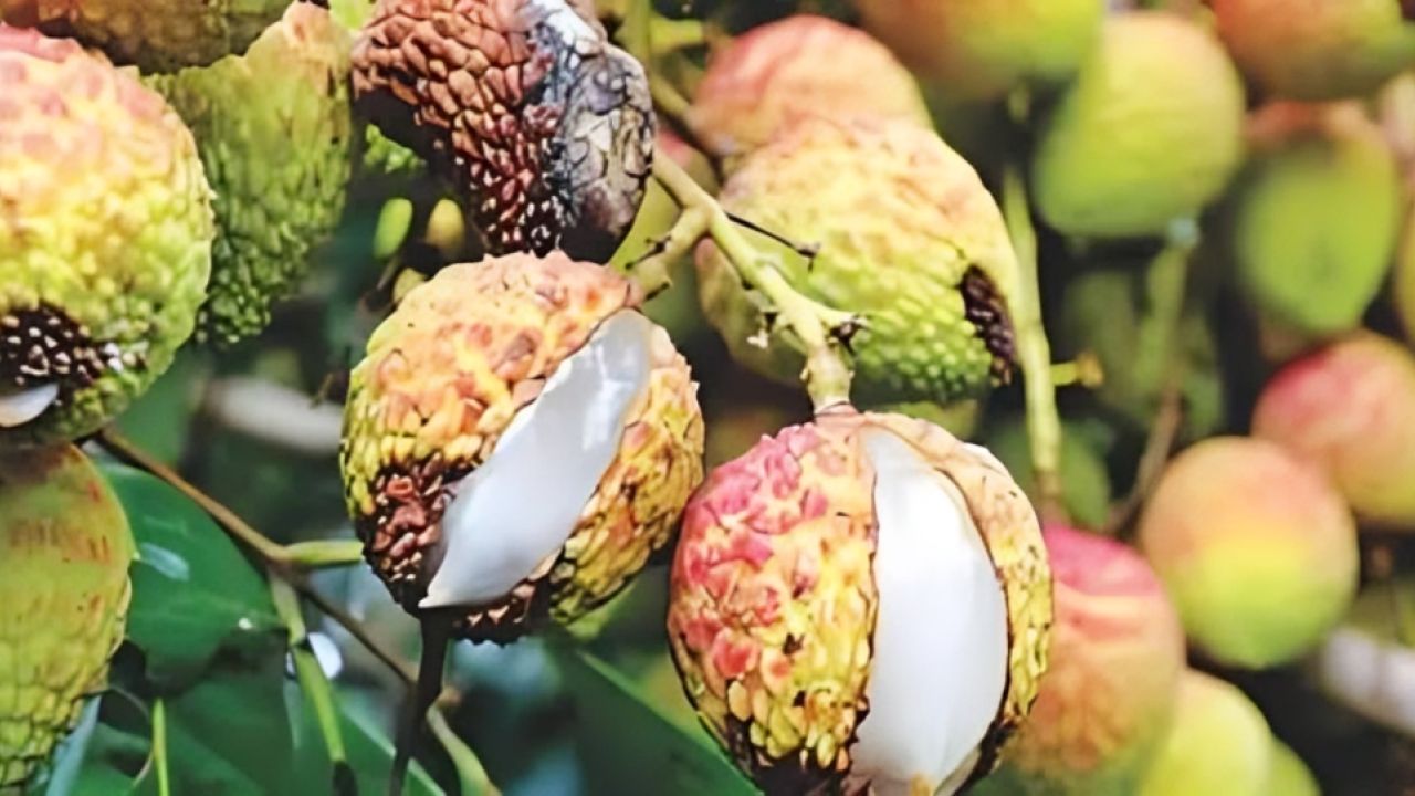 রাজশাহীতে তীব্র খরায় নষ্ট হচ্ছে লিচু