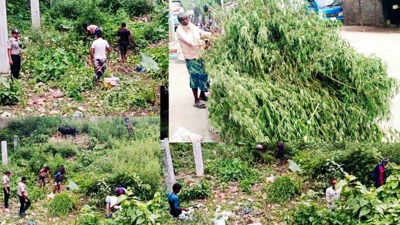 ডিএনসির অভিযানে ৫,২৬০টি ভাং গাছ উদ্ধার, অজ্ঞাতনামায় মামলা দায়ের