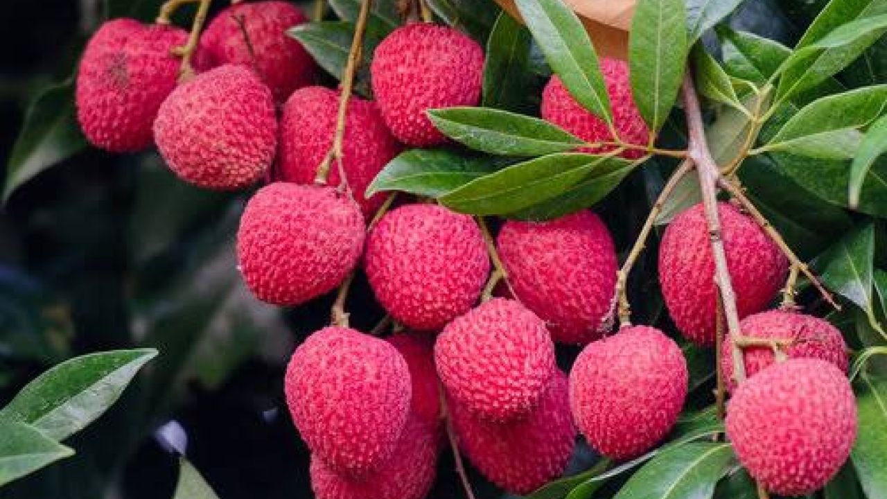 রাজশাহীতে লিচুর অস্বাভাবিক দাম 