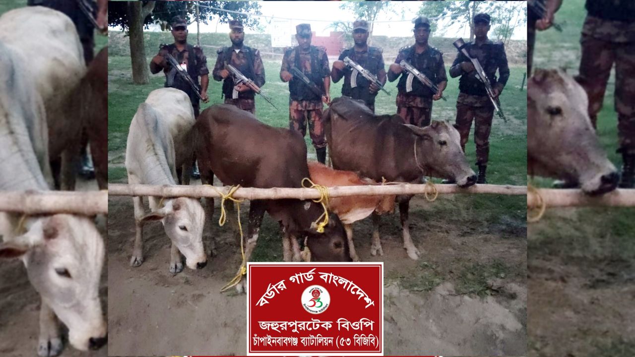  চাঁপাইনবাবগঞ্জ সীমান্তে ৫৩ বিজিবির অভিযান ৪টি ভারতীয় গরু জব্দ