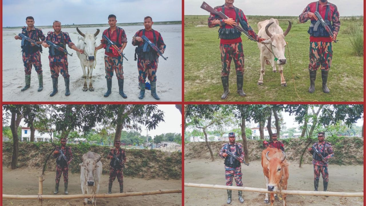 চাঁপাইনবাবগঞ্জ সীমান্তে ৫৩ বিজিবির সাঁড়াশি অভিযান ৪টি ভারতীয় গরু জব্দ