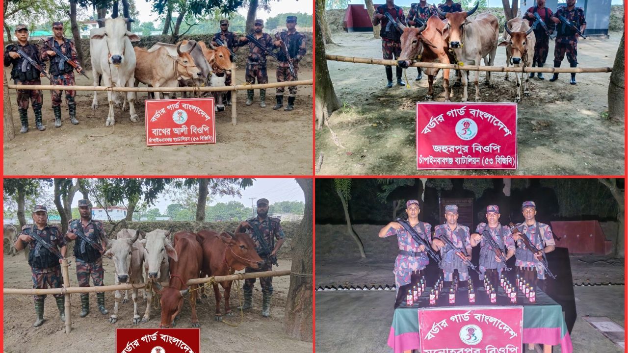 চাঁপাইনবাবগঞ্জ সীমান্তে ৫৩ বিজিবির অভিযান ১৪টি ভারতীয় গরু ও ৩৫ বোতল মদ জব্দ