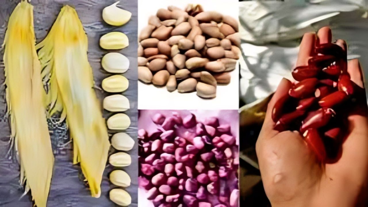 ফলের আঁটি থেকে সবুজ বাংলাদেশের স্বপ্ন