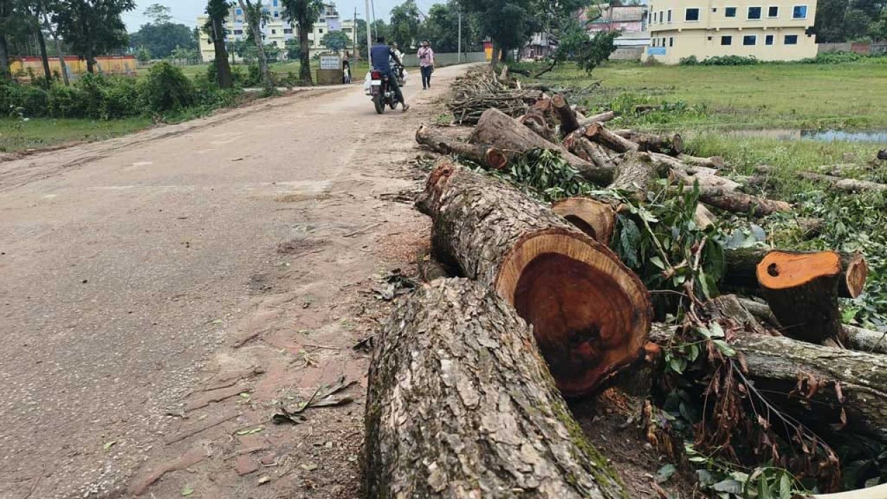সড়ক প্রশস্ত করতে কাটা হলো কয়েক'শ গাছ, দেখার কেউ নেই