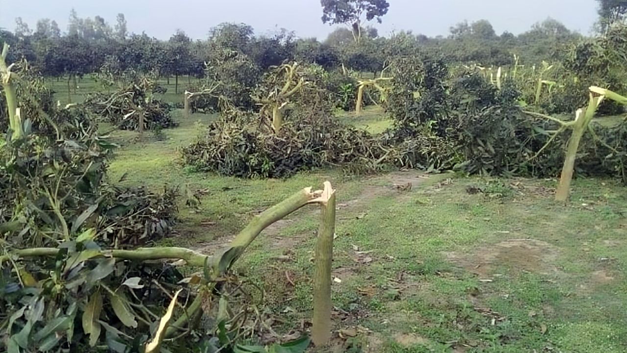 ঠাকুরগাঁওয়ে দুর্বৃত্তদের তাণ্ডব: রাতের আঁধারে কাটল শতাধিক আমগাছ