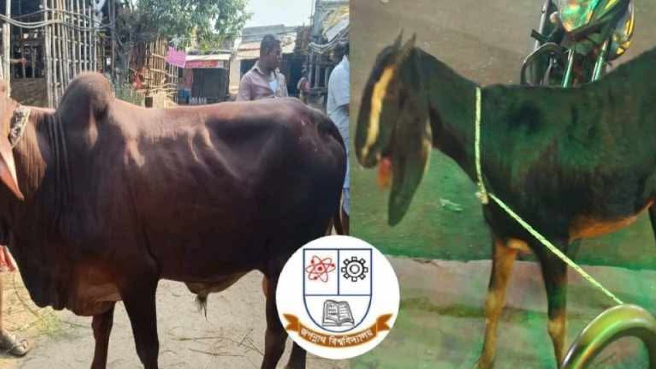হিন্দু-মুসলিম সম্প্রীতি অটুট রাখতে জবিতে গরু সাথে খাসিও কিনলেন শিক্ষার্থীরা