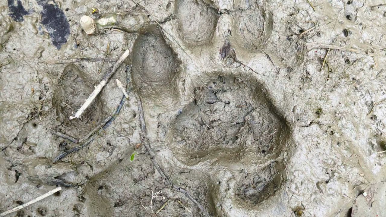 সুন্দরবনের বাঘ লোকালয়ে, ভোলা নদীর চরে পায়ের ছাপ আতঙ্কে মাইকিং